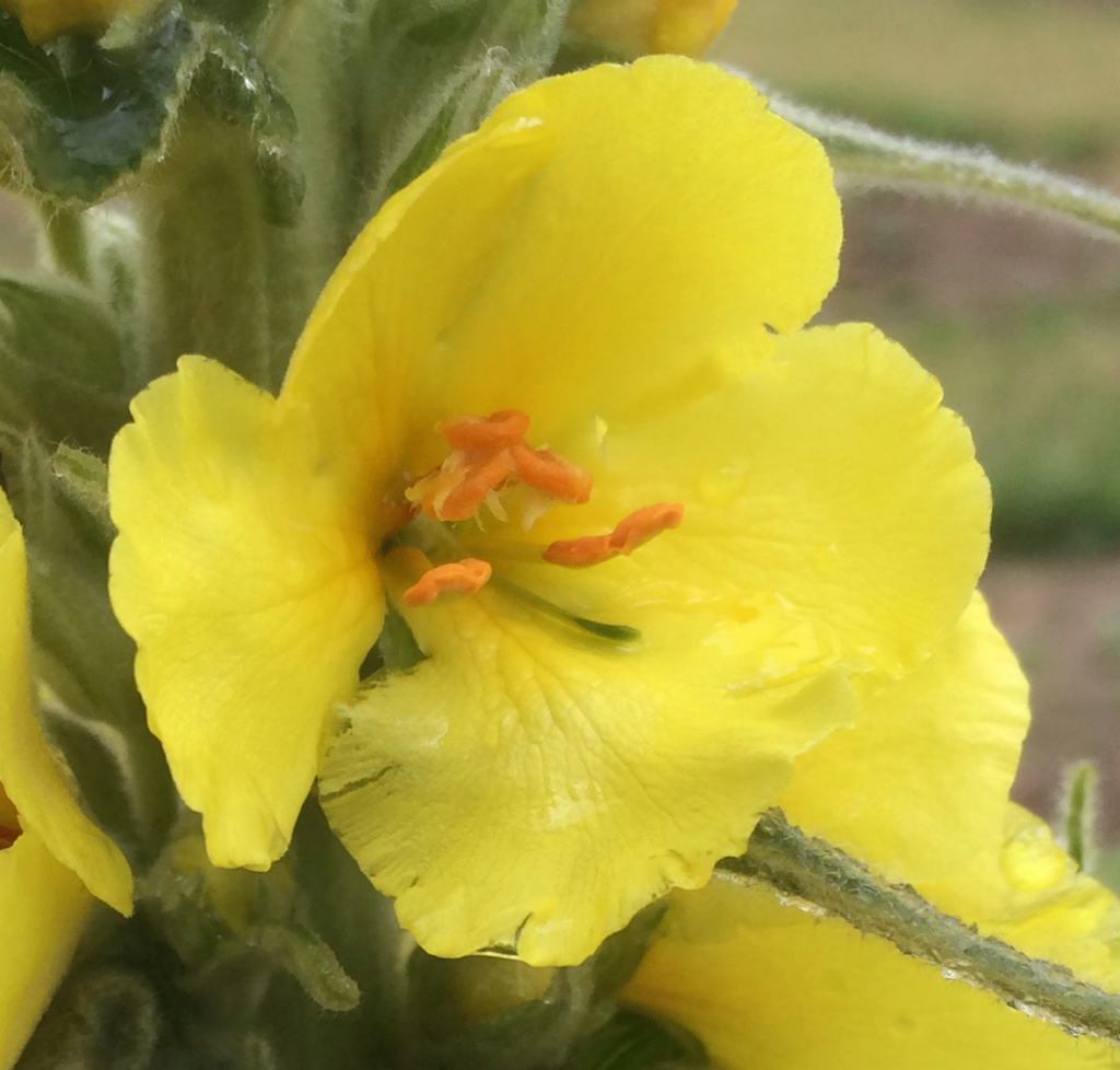 Cuisine Eetbare Bloemen Bouillon blanc