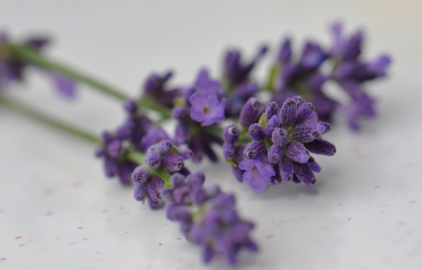 Lavendel paars